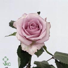 Розы Оушн Сонг оптом в Санкт-Петербурге - цветы оптом СПб